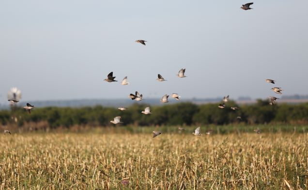 Flock of birds flying over a harvested corn field 
