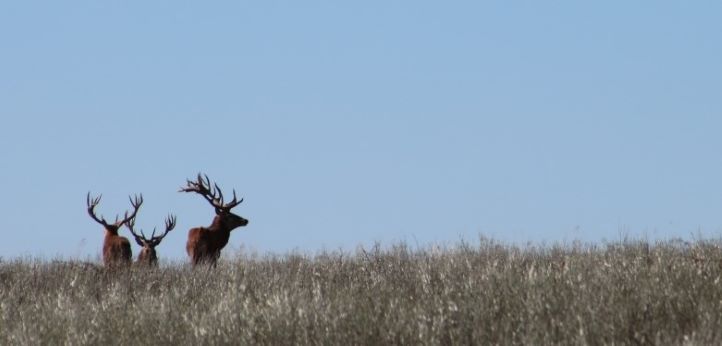 Three stags at the top of the grassy hill with blue sky in La Pampa - Argentina