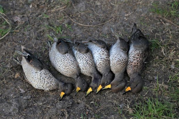 Group of speckled teals on the ground aligned in a row.