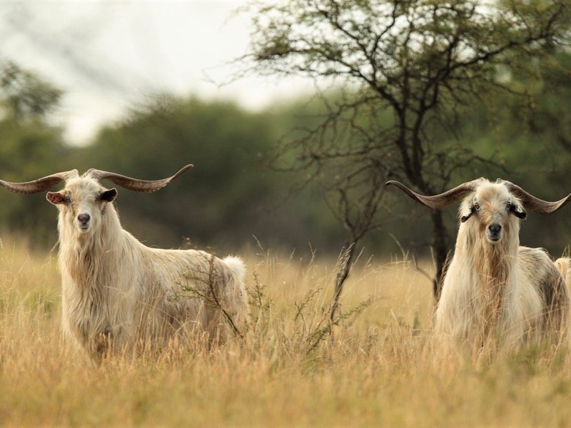 Feral Goats