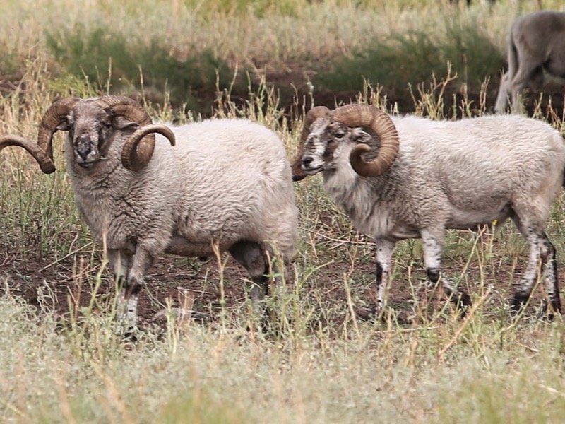 Wild Rams