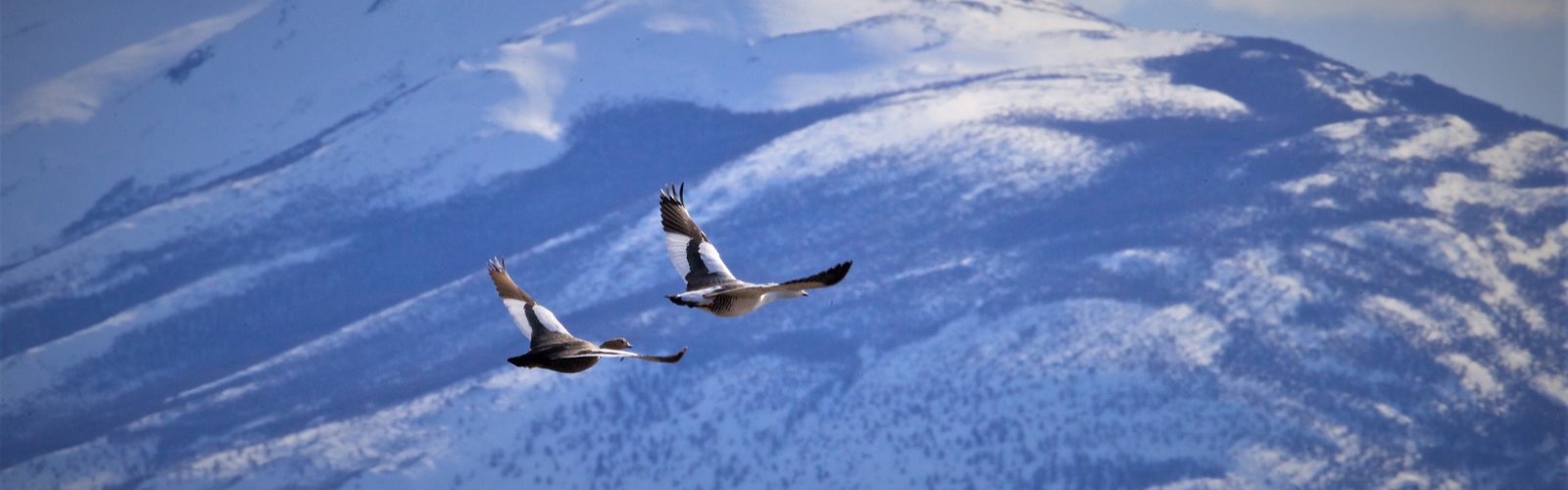 Wildlife conservation and responsible hunting in Argentina