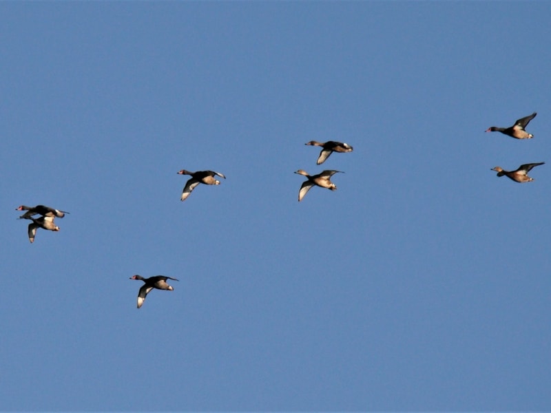 Ducks flying argentina