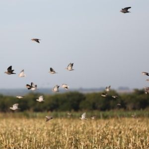 picture of hunters in argentina