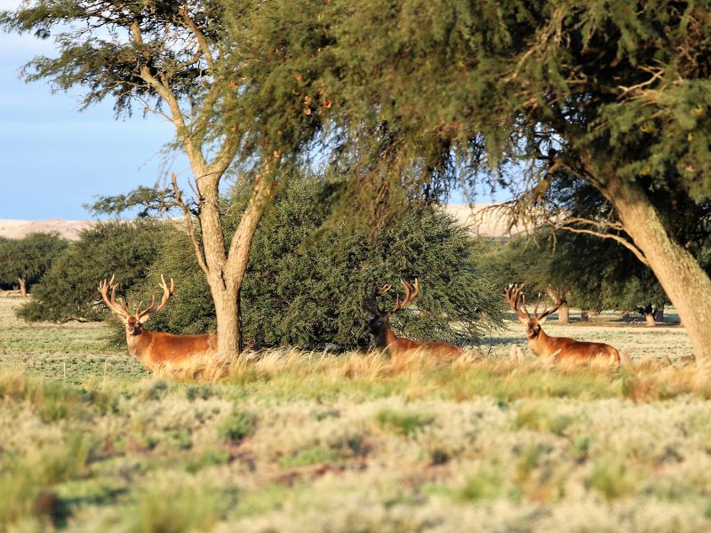 Argentina Red Stag Hunting in Argentina